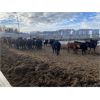 Image 7 : Stan Church - 692# Heifers - 80 Head (Cochrane, AB)