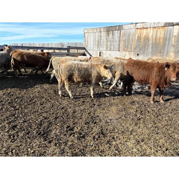Williamson Farms - 737# Steers - 48 Head (Lomond, AB)