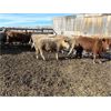 Image 1 : Williamson Farms - 737# Steers - 48 Head (Lomond, AB)