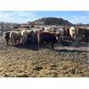 Image 2 : Williamson Farms - 737# Steers - 48 Head (Lomond, AB)