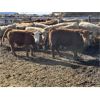 Image 3 : Williamson Farms - 737# Steers - 48 Head (Lomond, AB)