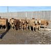 Image 4 : Williamson Farms - 737# Steers - 48 Head (Lomond, AB)