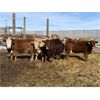 Image 6 : Williamson Farms - 737# Steers - 48 Head (Lomond, AB)