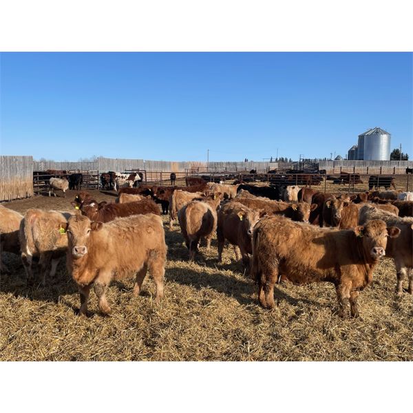 Clayton & Bailey Smith - 760# Heifers - 160 Head (Marwayne, AB)