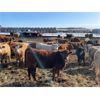 Image 9 : Clayton & Bailey Smith - 760# Heifers - 160 Head (Marwayne, AB)