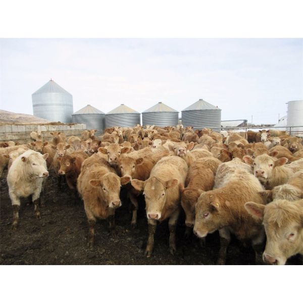 Williamson Farms - 880# Heifers - 450 Head (Lomond, AB)