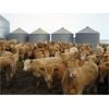 Image 2 : Williamson Farms - 880# Heifers - 450 Head (Lomond, AB)