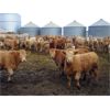 Image 4 : Williamson Farms - 880# Heifers - 450 Head (Lomond, AB)