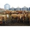 Image 5 : Williamson Farms - 880# Heifers - 450 Head (Lomond, AB)