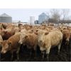 Image 7 : Williamson Farms - 880# Heifers - 450 Head (Lomond, AB)