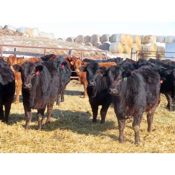 Hockridge Farms Ltd. - 760# Heifers - 189 Head (Dauphin, MB) VBP+