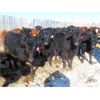 Image 3 : Hockridge Farms Ltd. - 760# Heifers - 189 Head (Dauphin, MB) VBP+