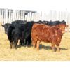 Image 4 : Hockridge Farms Ltd. - 760# Heifers - 189 Head (Dauphin, MB) VBP+