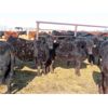 Image 6 : Hockridge Farms Ltd. - 760# Heifers - 189 Head (Dauphin, MB) VBP+