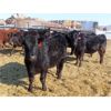 Image 8 : Hockridge Farms Ltd. - 760# Heifers - 189 Head (Dauphin, MB) VBP+