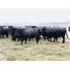 Image 3 : Marty Edge - 20 Black Angus X Bred Heifers (Cochrane, AB)