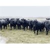 Image 6 : Marty Edge - 20 Black Angus X Bred Heifers (Cochrane, AB)