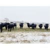 Image 4 : Marty Edge - 19 Black Angus X Bred Heifers (Cochrane, AB)