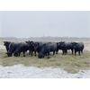 Image 6 : Marty Edge - 19 Black Angus X Bred Heifers (Cochrane, AB)