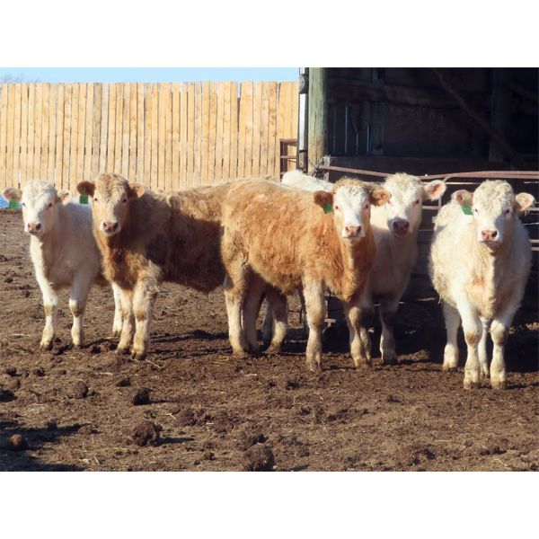 Winn Man Farms - 755# Steers - 320 Head (Winnipegosis, MB)