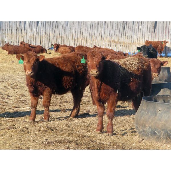 Winn Man Farms - 715# Steers - 85 Head (Winnipegosis, MB)