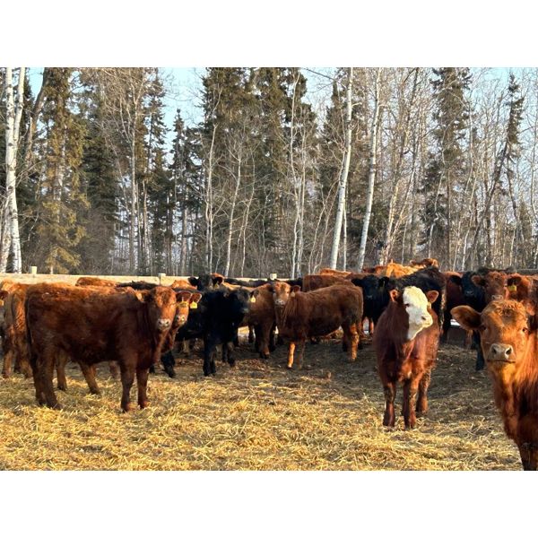 Sharko Land & Cattle - 775# Steers - 80 Head (Carrot River, SK)