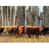 Image 2 : Sharko Land & Cattle - 775# Steers - 80 Head (Carrot River, SK)