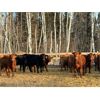 Image 4 : Sharko Land & Cattle - 775# Steers - 80 Head (Carrot River, SK)
