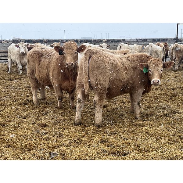 Hawks Haven Ranch - 920# Steers - 68 Head (Czar, AB)