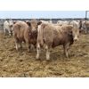 Image 1 : Hawks Haven Ranch - 920# Steers - 68 Head (Czar, AB)