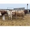 Image 2 : Hawks Haven Ranch - 920# Steers - 68 Head (Czar, AB)