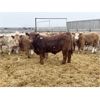 Image 5 : Hawks Haven Ranch - 920# Steers - 68 Head (Czar, AB)