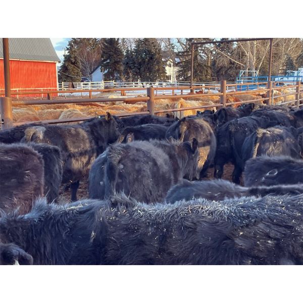Lyle & Lucas Parker - 750# Heifers - 80 Head (Marwayne, AB)