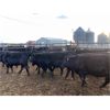 Image 2 : Lyle & Lucas Parker - 750# Heifers - 80 Head (Marwayne, AB)