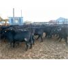 Image 3 : Lyle & Lucas Parker - 750# Heifers - 80 Head (Marwayne, AB)