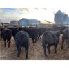 Image 5 : Lyle & Lucas Parker - 750# Heifers - 80 Head (Marwayne, AB)