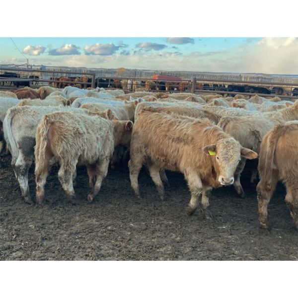 Hines Ranching Co. Ltd. - 760# Heifers - 80 Head (Marwayne, AB)