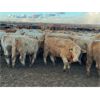 Image 1 : Hines Ranching Co. Ltd. - 760# Heifers - 80 Head (Marwayne, AB)