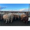 Image 5 : Hines Ranching Co. Ltd. - 760# Heifers - 80 Head (Marwayne, AB)