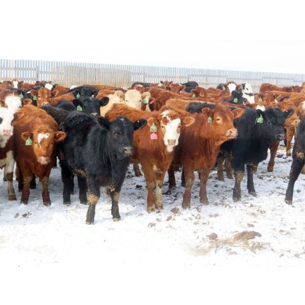 Hebert Livestock Ventures - 680# Heifers - 90 Head (Wawota, SK) VBP+