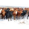Image 1 : Hebert Livestock Ventures - 680# Heifers - 90 Head (Wawota, SK) VBP+
