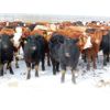 Image 2 : Hebert Livestock Ventures - 680# Heifers - 90 Head (Wawota, SK) VBP+