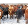 Image 3 : Hebert Livestock Ventures - 680# Heifers - 90 Head (Wawota, SK) VBP+