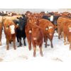 Image 4 : Hebert Livestock Ventures - 680# Heifers - 90 Head (Wawota, SK) VBP+