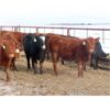 Image 5 : Hebert Livestock Ventures - 680# Heifers - 90 Head (Wawota, SK) VBP+
