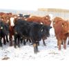 Image 6 : Hebert Livestock Ventures - 680# Heifers - 90 Head (Wawota, SK) VBP+