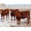 Image 7 : Hebert Livestock Ventures - 680# Heifers - 90 Head (Wawota, SK) VBP+