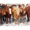 Image 8 : Hebert Livestock Ventures - 680# Heifers - 90 Head (Wawota, SK) VBP+