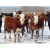 Image 9 : Hebert Livestock Ventures - 680# Heifers - 90 Head (Wawota, SK) VBP+