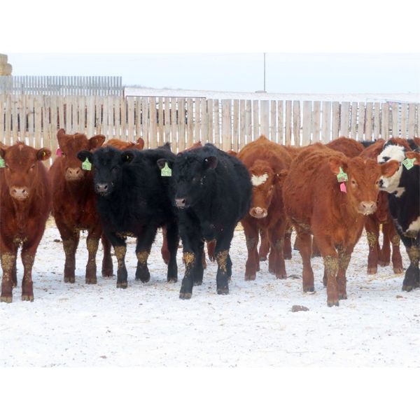 Hebert Livestock Ventures - 640# Heifers - 100 Head (Wawota, SK) VBP+